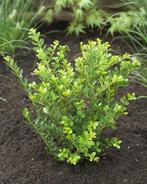 Japanse Hulst Ilex crenata Green Hedge Haag 100-125 Kluit, Tuin en Terras