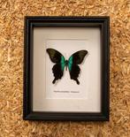 Vlinder Taxidermie volledige montage - Papilio peranthus -, Nieuw