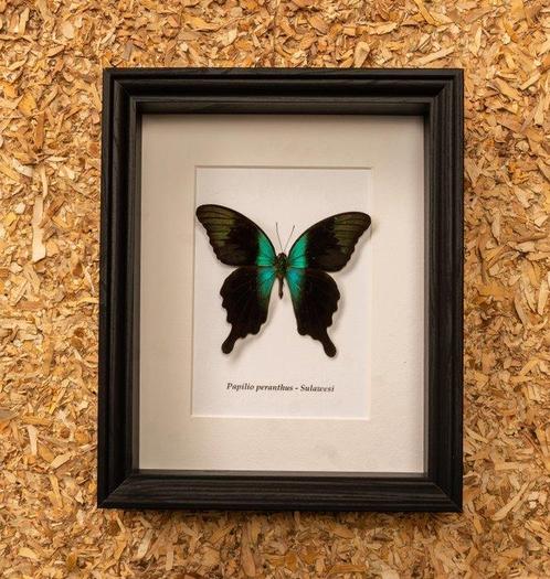 Vlinder Taxidermie volledige montage - Papilio peranthus -, Verzamelen, Dierenverzamelingen