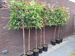 AANBIEDING: leibomen wintergroen, bladhoudende bomen, In pot, Leiboom, Ophalen of Verzenden, 250 tot 400 cm