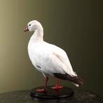 Sneeuwgans Taxidermie Opgezette Dieren By Max, Ophalen of Verzenden, Nieuw, Vogel, Opgezet dier