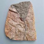 Crinoide - Gefossiliseerd dier - Scyphocrinus elegans - 226