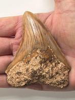 Megalodon tand 9,1 cm - Fossiele tand - Carcharocles, Verzamelen, Nieuw