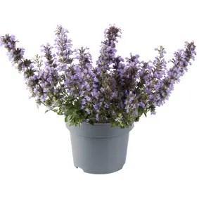 Nepeta faassenii Cats Pajamas De Perfecte Aanvulling v..., Tuin en Terras, Planten | Tuinplanten, Overige soorten, Vaste plant