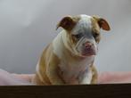Old English Bulldog pups! t Gezonde type. Mogen mee!, Parvo, Nederland, 8 tot 15 weken, Bulldog