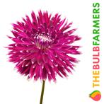 The Bulb Farmers - 12 x Dahlia Vancouver - paars met wit, Verzenden, Voorjaar, Volle zon, Bloembol