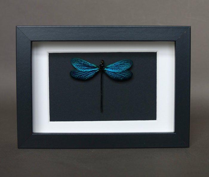 Libel Taxidermie volledige montage - Vestalis melania - 10, Antiek en Kunst, Curiosa en Brocante