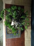 Jeneverbes Bonsai - Verzamelstuk - Hoogte (boom): 40 cm -