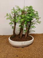 Kustmammoetboom bonsai (Sequoia) - Hoogte (boom): 32 cm -