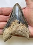 Megalodon-tand, - 11,1 cm (4,37 inch) - Carcharocles