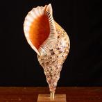 Gemonteerde Triton-granaten. Zeeschelp - Charonia Tritonis –, Nieuw