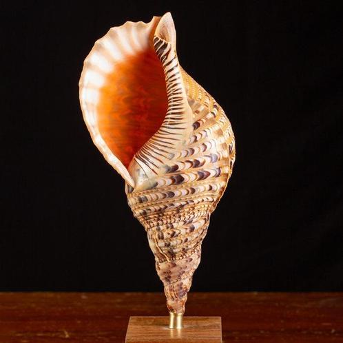 Gemonteerde Triton-granaten. Zeeschelp - Charonia Tritonis –, Verzamelen, Dierenverzamelingen