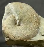 Fijne ammoniet - op steen - Gefossiliseerd dier -, Verzamelen, Mineralen en Fossielen