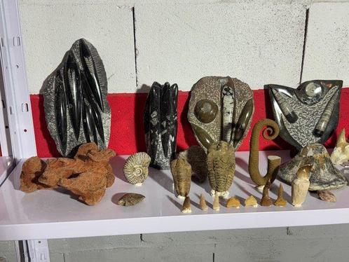Vondst van fossielen - Gefossiliseerd dier - Coleccion Fosil, Verzamelen, Mineralen en Fossielen