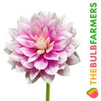 The Bulb Farmers - 12 x Dahlia Bluesette - lila, Tuin en Terras, Bloembollen en Zaden, Verzenden, Voorjaar, Volle zon, Bloembol