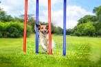 Agility Slalom Set (Honden, Huisdieren, Voor in Huis), Nieuw, Verzenden