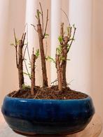metasequoia bos in bonsaischaal - Hoogte (boom): 23 cm -, Antiek en Kunst