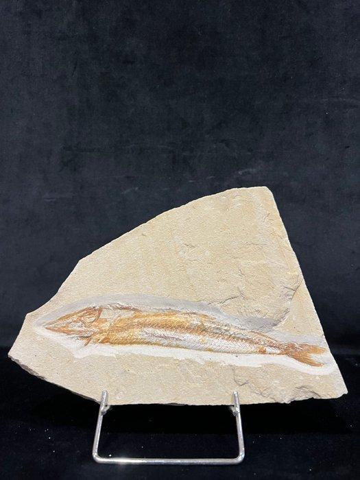 Vis - Fossiel skelet - Prionolepsis - 16 cm - 20 cm, Verzamelen, Mineralen en Fossielen