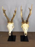 Reebok Schedel op een standaard - Capreolus capreolus - 42