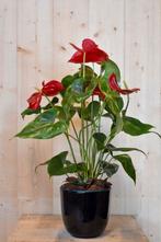 Anthurium rood in zwarte pot, Huis en Inrichting, Kamerplanten, Verzenden