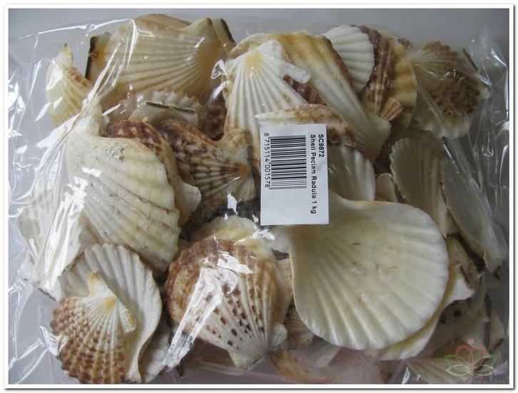 Pecten Radula schelpen 1 kilo Jacobsschelp, Hobby en Vrije tijd, Knutselen, Nieuw, Ophalen of Verzenden
