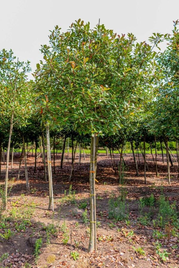 Photinia fraseri Red Robin hoogstam 10/12, Tuin en Terras, Planten | Tuinplanten