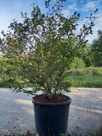 Magnolia sieboldii, Tuin en Terras, Ophalen