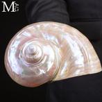 Topkwaliteit - Parelachtige turban-zeeschelp -