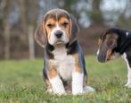 prachtige BEAGLE PUPS, Dieren en Toebehoren, Honden | Beagles, Bassets en Lopende honden, Meerdere, 8 tot 15 weken, Meerdere dieren