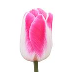 Bloembollen - 40 x Tulp Pink Cloud - wit met roze, Verzenden, Voorjaar, Volle zon, Bloembol