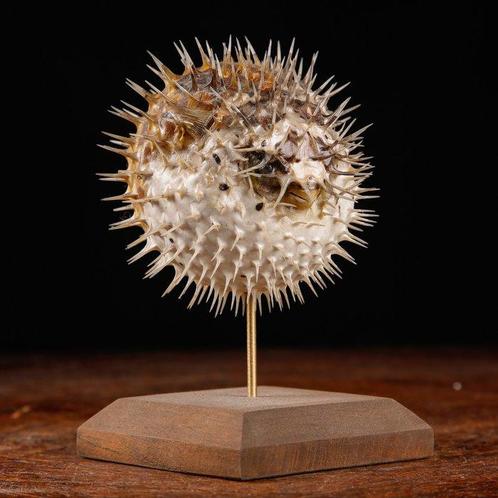 Gedroogde Vulpesc (Diodon sp.) - Taxidermie volledige, Verzamelen, Dierenverzamelingen