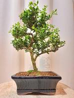 ilex bonsai (japanse hulst) - Hoogte (boom): 25 cm - Diepte