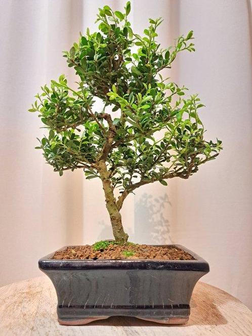ilex bonsai (japanse hulst) - Hoogte (boom): 25 cm - Diepte, Antiek en Kunst, Curiosa en Brocante