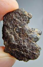 Lodranite Meteoriet. NWA 17904. De meteoriet is een, Verzamelen, Mineralen en Fossielen