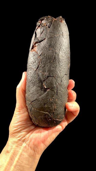 Gefossiliseerd ei - Oviraptoridae - 19 cm - 6 cm (Zonder, Verzamelen, Mineralen en Fossielen