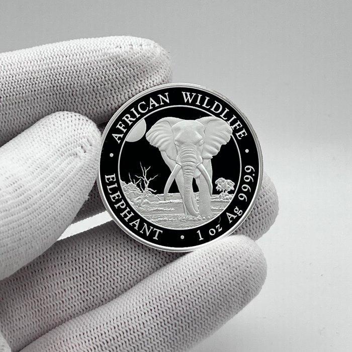 Somalië. 100 Shilling 2025 Wildlife Elephant Silver Coin, Postzegels en Munten, Munten | Europa | Niet-Euromunten