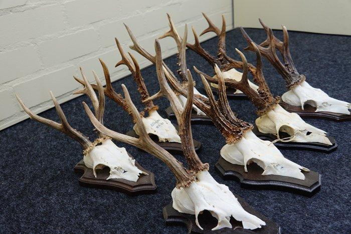 XXL Roebuck Schedel - Capreolus capreolus - 0 cm - 0 cm - 0, Verzamelen, Dierenverzamelingen