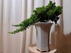 XL juniperus bonsai cascade in grote bonsaipot - Hoogte