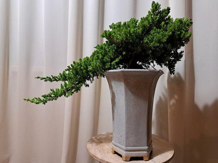 XL juniperus bonsai cascade in grote bonsaipot - Hoogte, Antiek en Kunst, Curiosa en Brocante