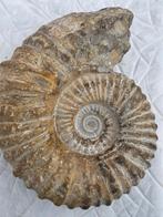 Ammoniet - Gefossiliseerd dier - Mantelliceras (Zonder, Verzamelen, Mineralen en Fossielen