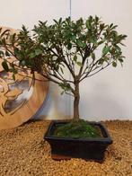 Azalea bonsai (Rhododendron) - Hoogte (boom): 29 cm - Diepte