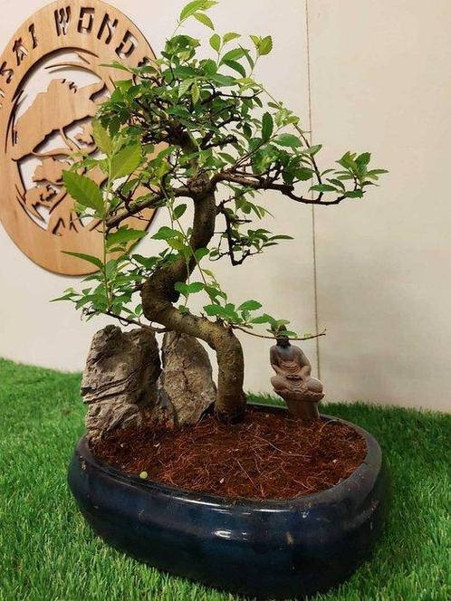 Japanese iep bonsai (Zelkova) - Hoogte (boom): 37 cm -, Antiek en Kunst, Curiosa en Brocante