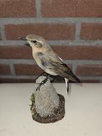 isabel tapuit Taxidermie volledige montage - Oenanthe, Verzamelen, Dierenverzamelingen, Nieuw