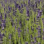 Lavendel Angustifolia Hidcote (Dieppaars), Overige soorten, Volle zon, Vaste plant, Ophalen of Verzenden