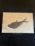 Vis - Fossiel skelet - Diplomystus - 38 cm - 56 cm, Verzamelen, Mineralen en Fossielen