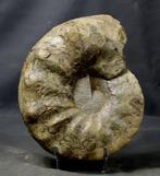 Ongebruikelijke Trias Ammoniet met specifieke sutuurlijnen.