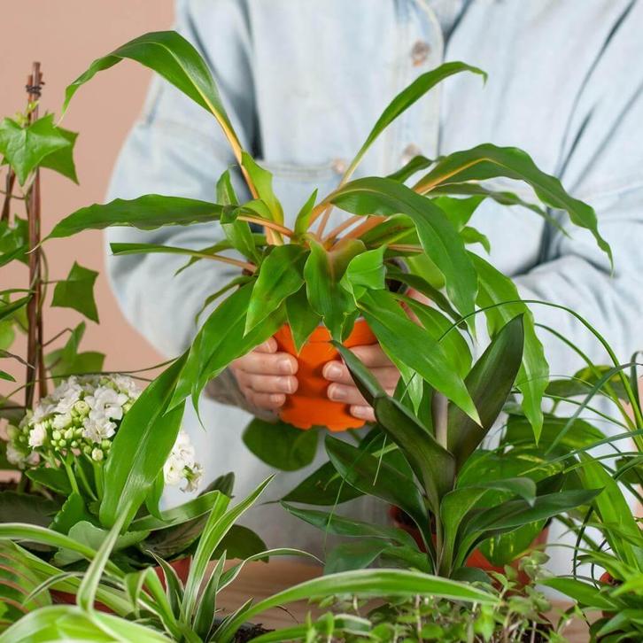 Green Misfitbox (6 pieces) - incl. 6 x pot Viber black, Tuin en Terras, Bloembollen en Zaden, Verzenden