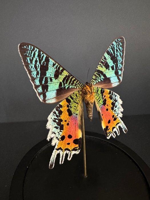 Vlinder Taxidermie volledige montage - Urania Ripheus - 18, Verzamelen, Dierenverzamelingen