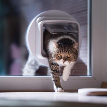 Dubbel glas gehard met sparing voor kattenluik beschikbaar voor biedingen