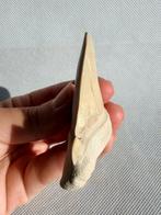 Haai - Fossiele tand - Otodus obliquus - 6.5 cm (Zonder, Verzamelen, Mineralen en Fossielen